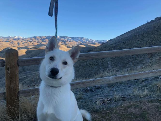 Dogs of the Week Comet Community News