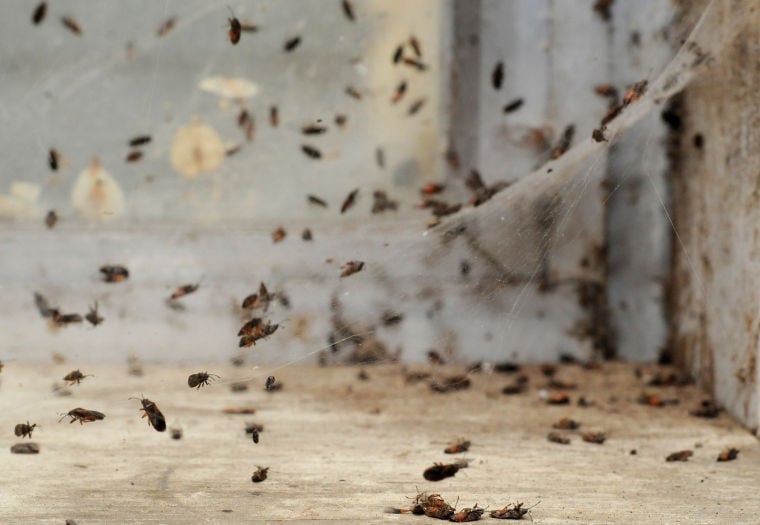 Elm seed bugs launch second annual assault on Canyon County homes ...