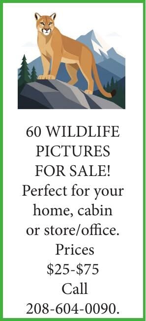 60 WILDLIFE PICTURES FOR SALE!