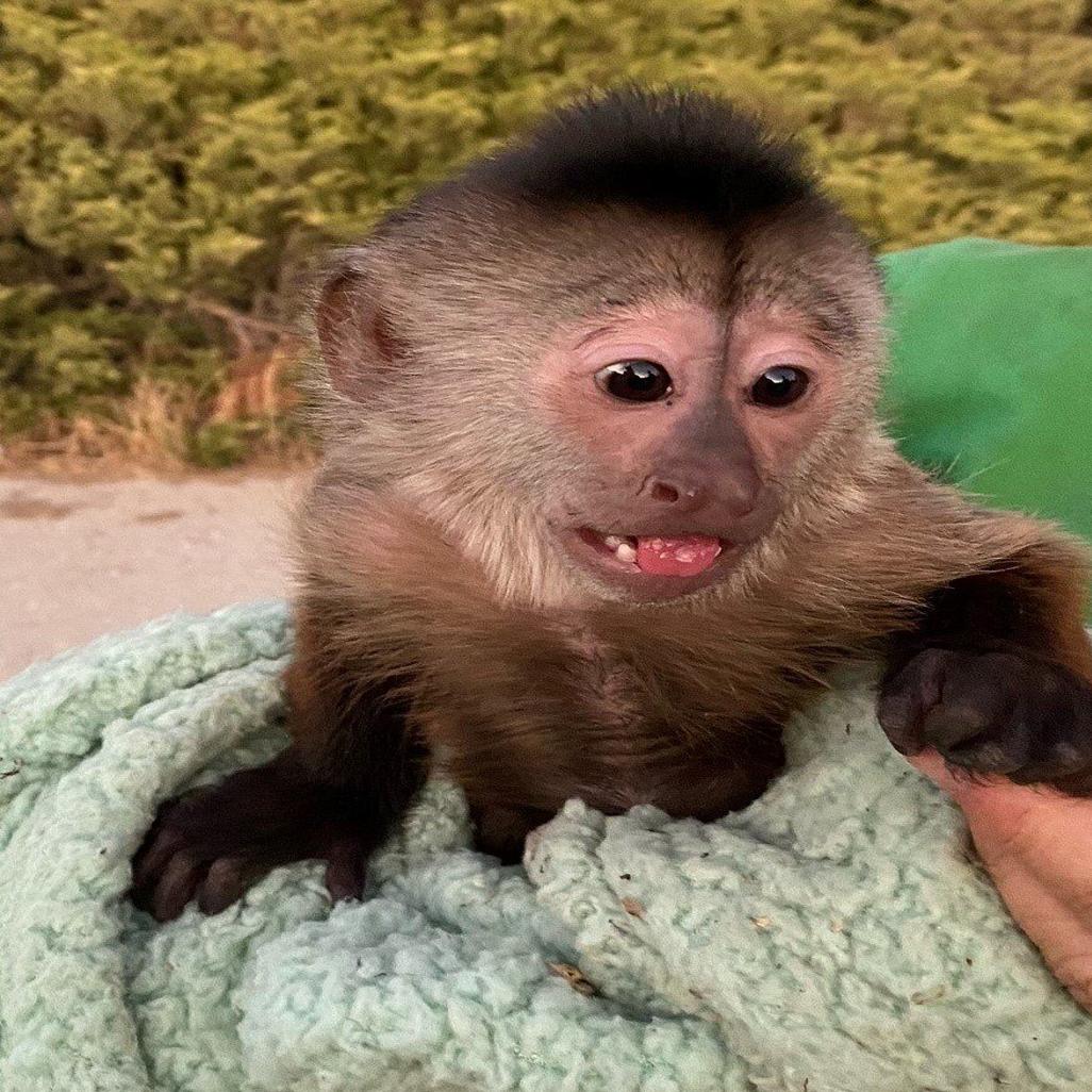 capuchin monkey for sale tennessee