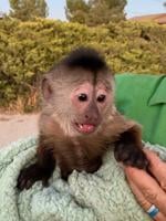 Monkey calls 911 from California zoo