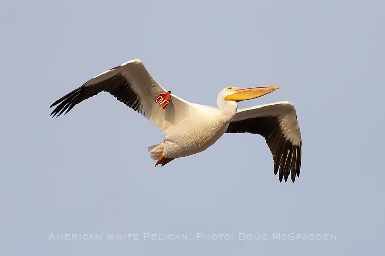 wing tag on an American white pelican