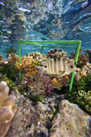 Idaho Museum of Natural History to feature Smithsonian exhibition 'Life in One Cubic Foot'