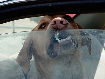 Two dogs die in hot car