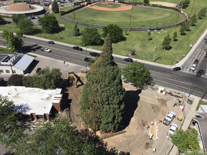 Uprooting A Sequoia