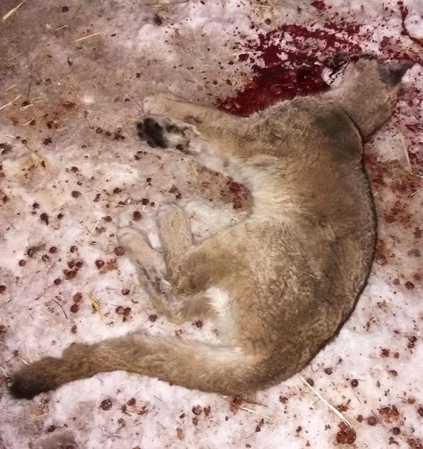 Woman tries to shake cougar off her dog; husband shoots, kills big cat