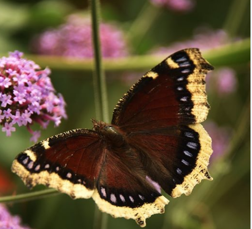 Pollinator paradise: Pingree couple opens butterfly house in greenhouse ...