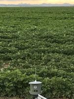Spore monitoring program helps Idaho farmers contain potato late blight