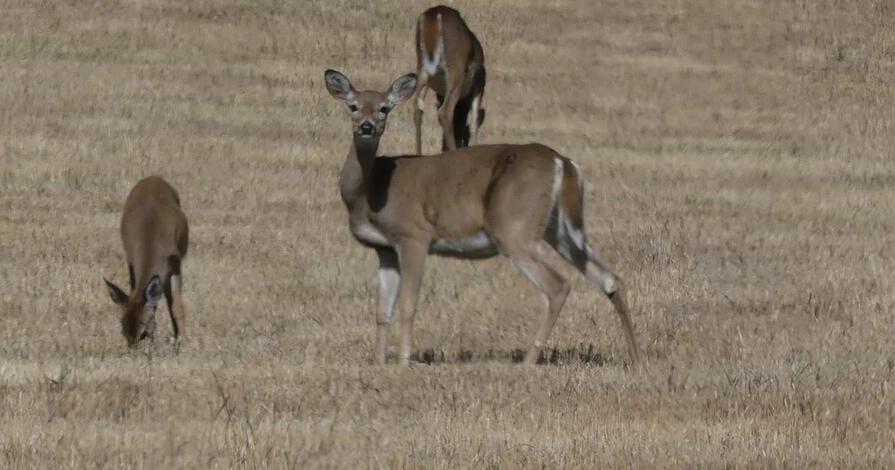 What hunters need to know about CWD requirements for 2025 | Northwest ...