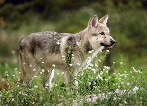 Disease kills most wolf pups in Wyoming and Yellowstone, sending population spiraling to historic low