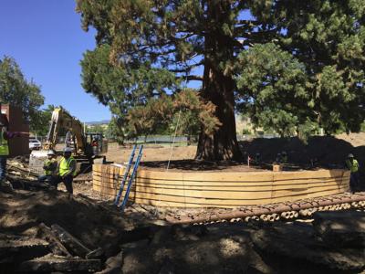 Uprooting A Sequoia