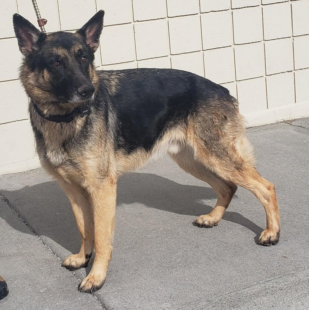 Three Dogs Rescued From Snake River Over Weekend Free September E Edition Idahostatejournal Com