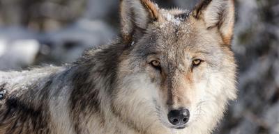 wolf