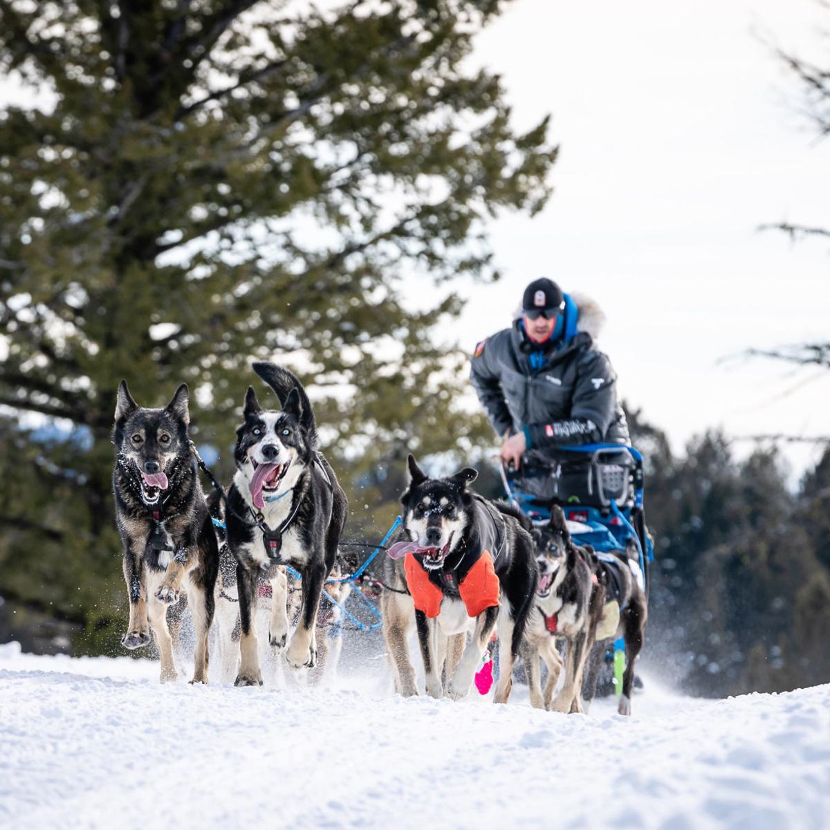 Mush Idaho Sled Dog Challenge Bounding To Mccall Winter Carnival