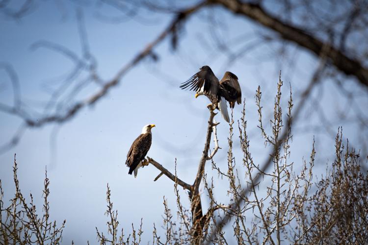 Eaglet rescue
