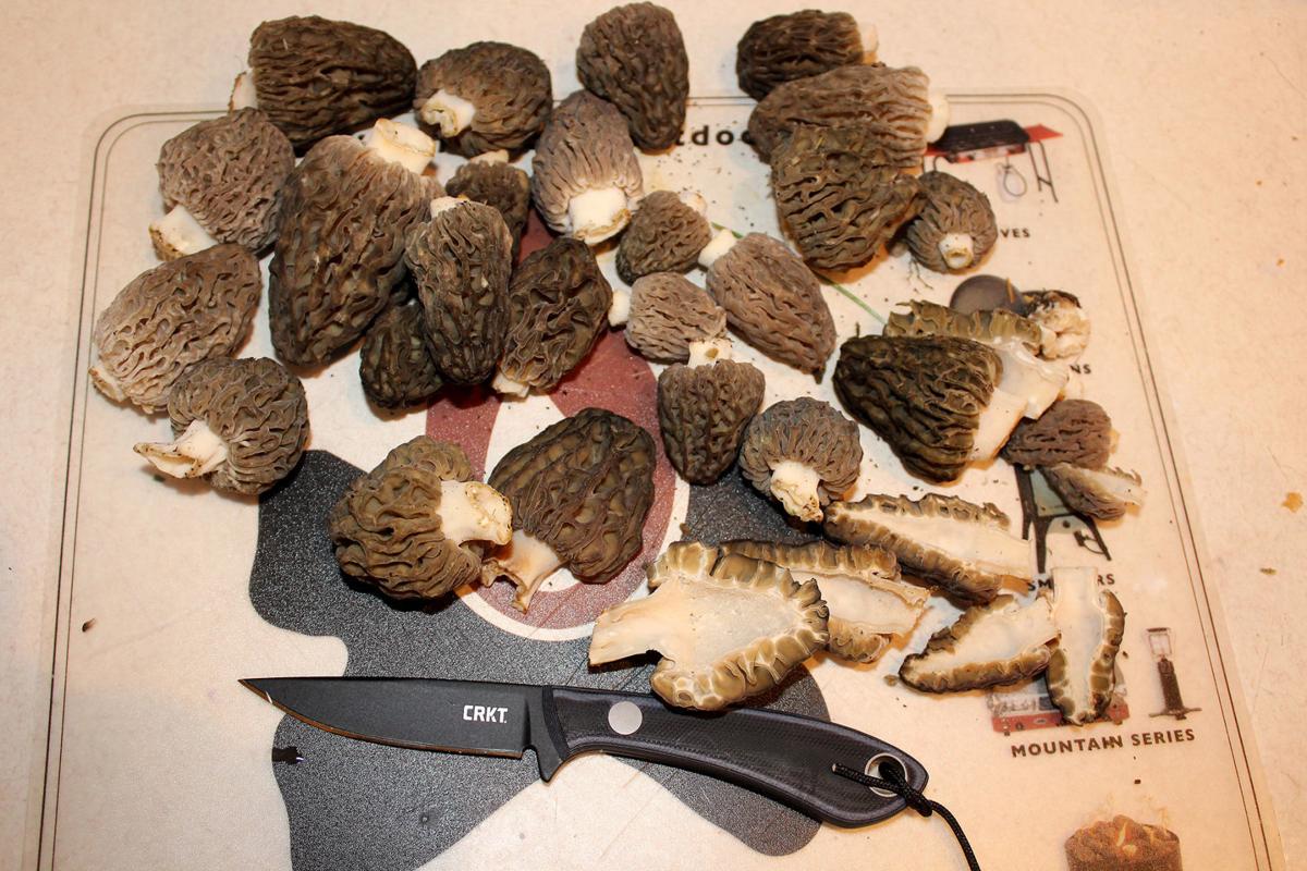 Morel mushroom hunting is magical this year Xtreme Idaho