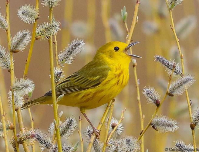 yellow warbler by Ceredig Roberts.jpg
