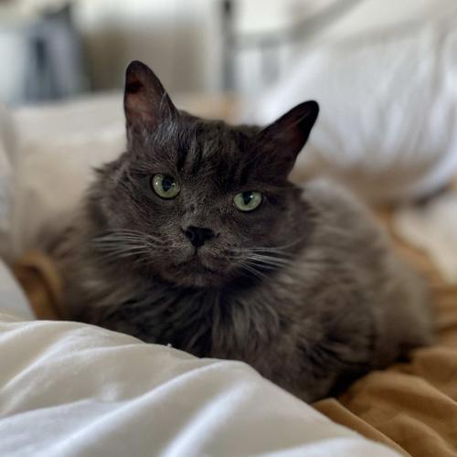 Local dogs and cats in need of forever homes Freeaccess