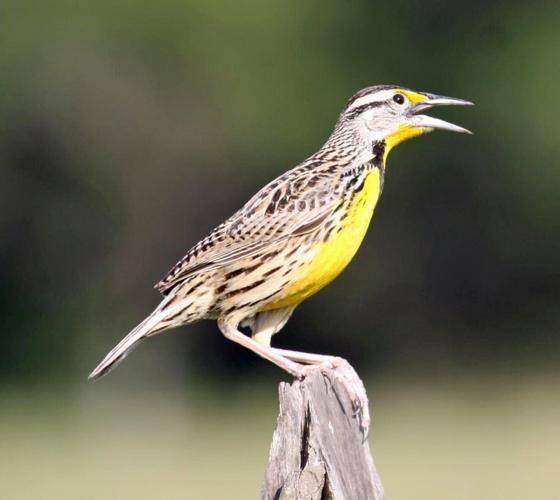 eastern meadowlark by Alastair Rae.jpg