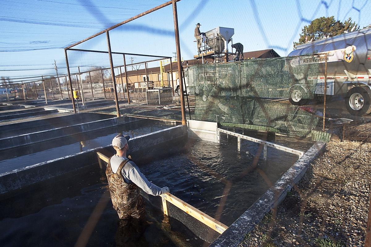 Fish n' shipped Idaho hatcheries raise 30M fish per year for