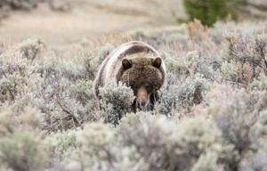 Reward increased to $15K for tips about grizzly bear killed illegally in Idaho