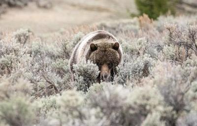 grizzly 2020