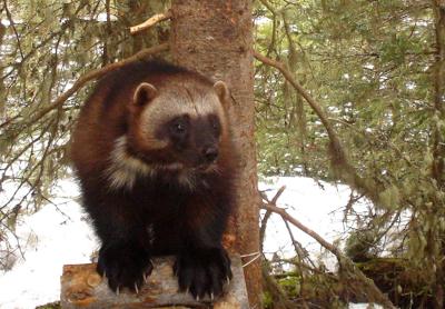 wolverine
