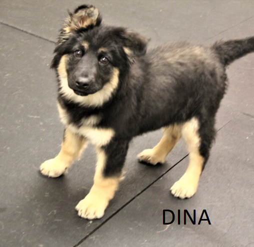 Half-price dog and puppy adoptions at the Pocatello Animal Shelter now through April 8