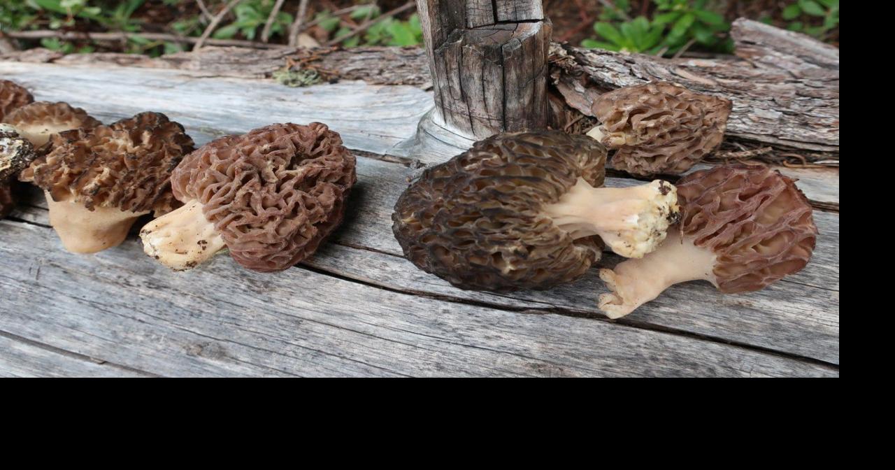 Mushroom hunting Botany