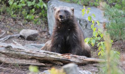 Wolverine
