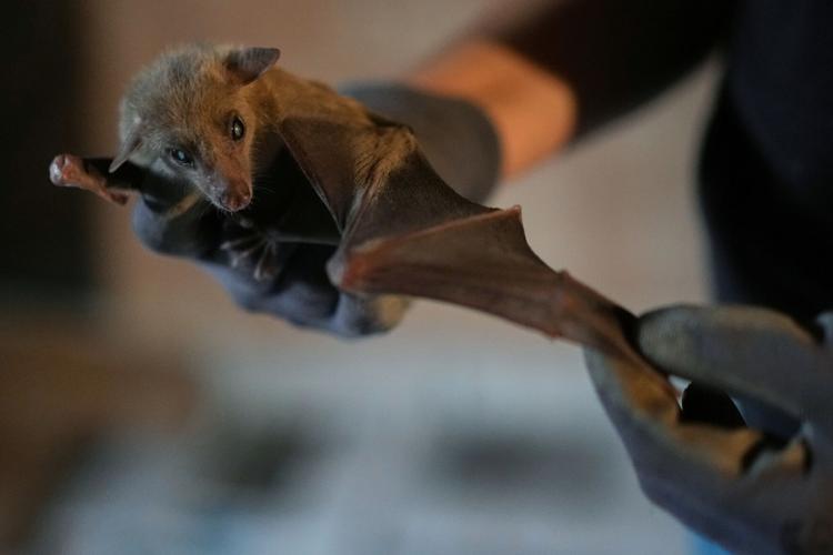 Italy Bats
