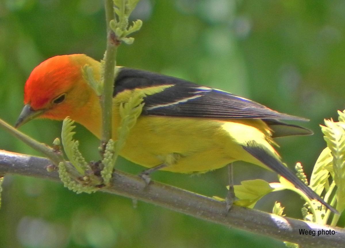 Aviary Attraction Want To See Some Pretty Plumage Spring Is The