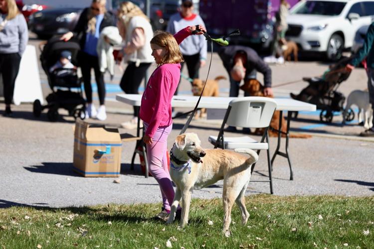 Photos of Run with the Big Dogs at Ross Park in Pocatello | Local ...
