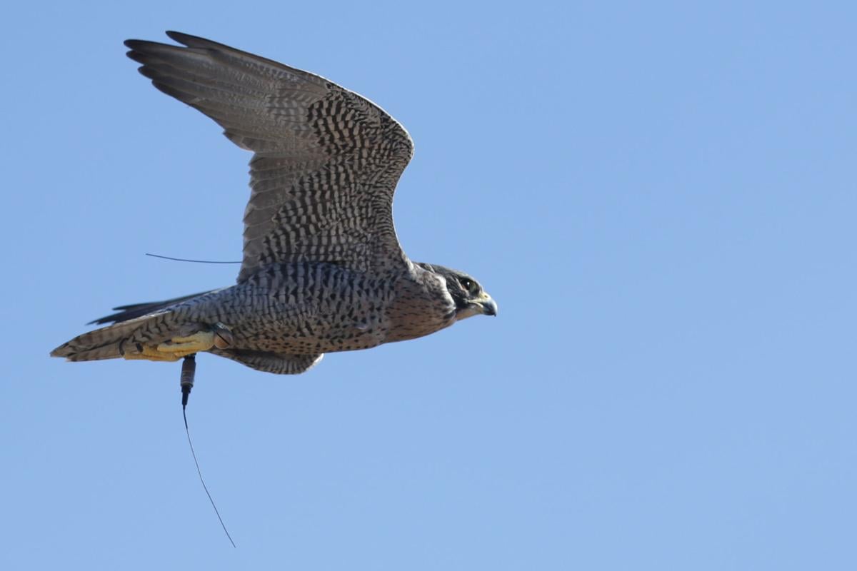 Enthusiasts Who Hunt With Falcons Gather In East Idaho