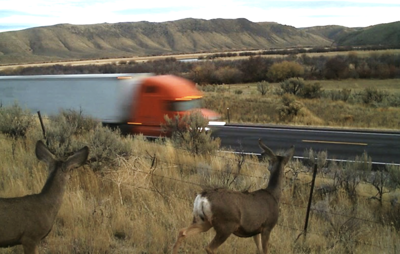 Deer crossing