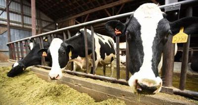 New technology helping Kalispell business care for cows