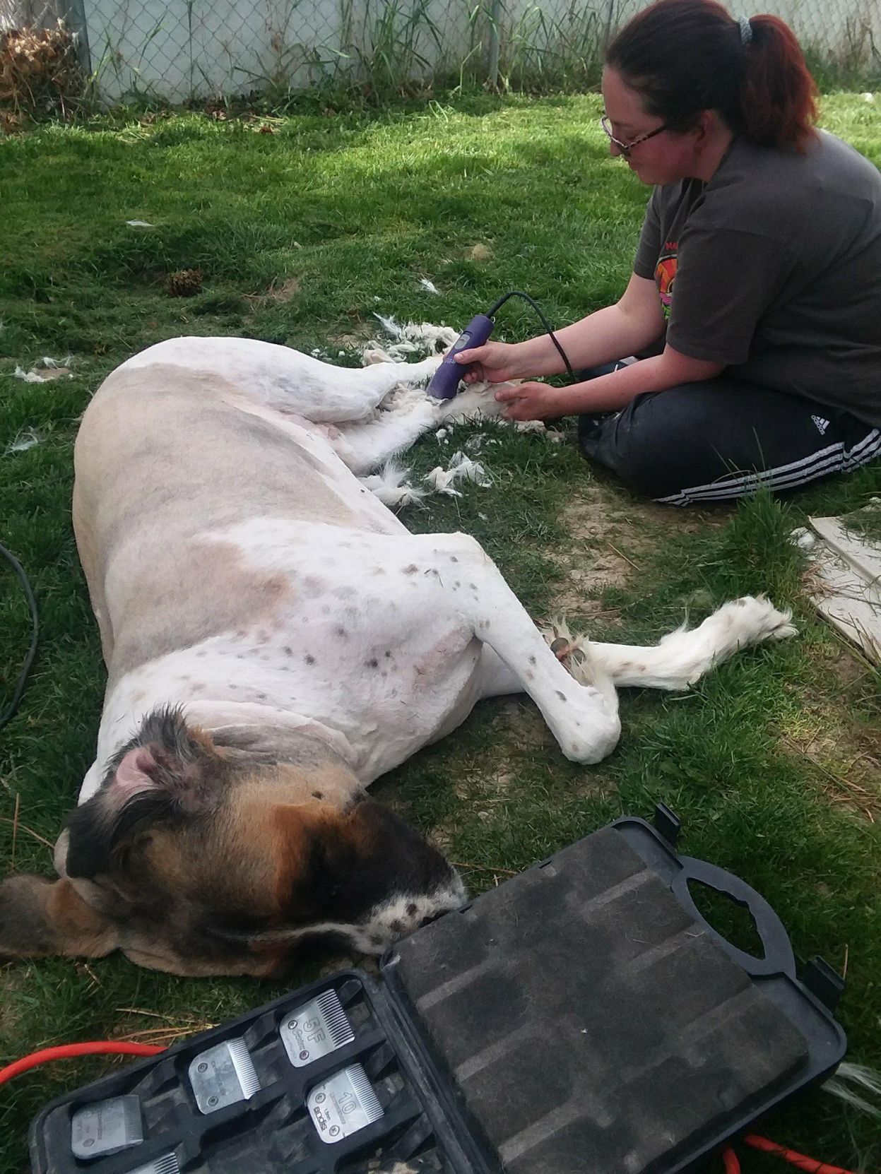 pet home visits near me