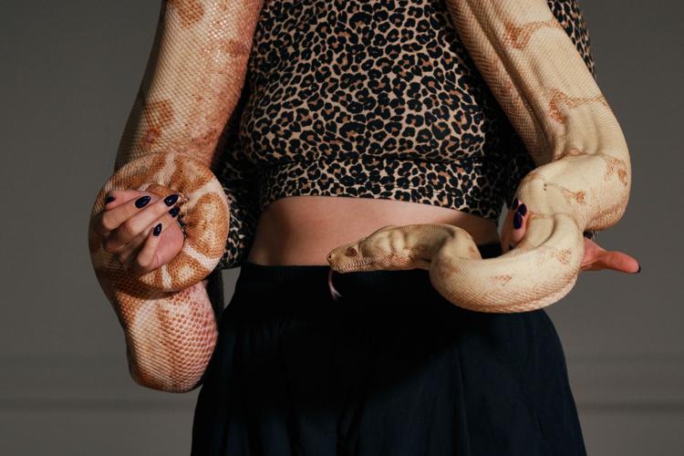 Photos show snakes auditioning for a role at New York’s Metropolitan Opera