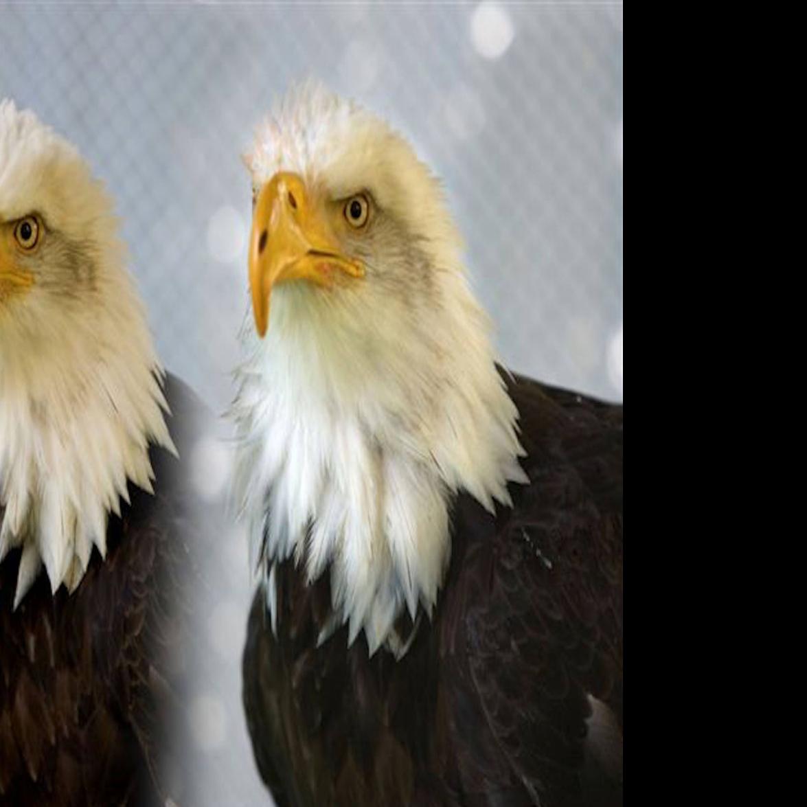 Bald Eagle Gets Prosthetic Beak After Being Shot By Poacher