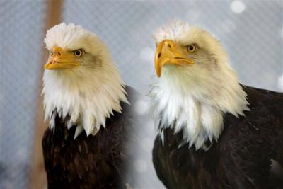 Bald Eagle