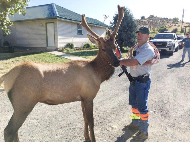 Saga of human-raised bull elk continues: Animal back in Fish and Game ...