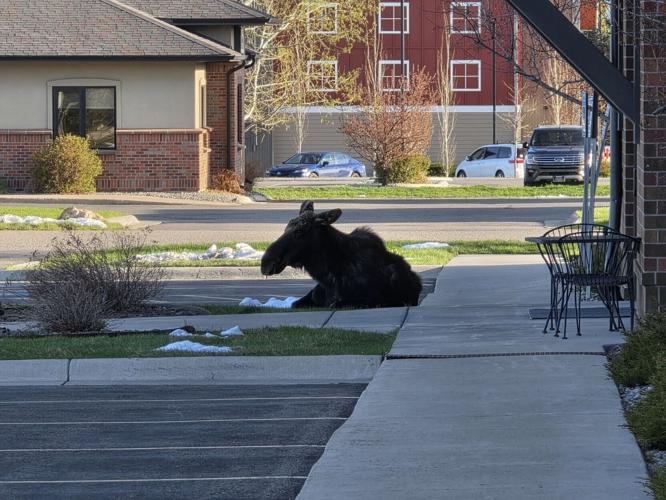 Moose at the Moose