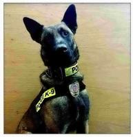 First-ever K-9 officer joins American Falls police force