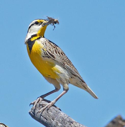 Chihuahuan meadowlark by Richard Fray.jpg
