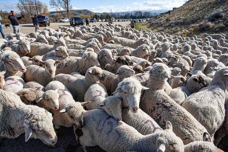 Hundreds gather to watch annual sheep crossing in Idaho Local