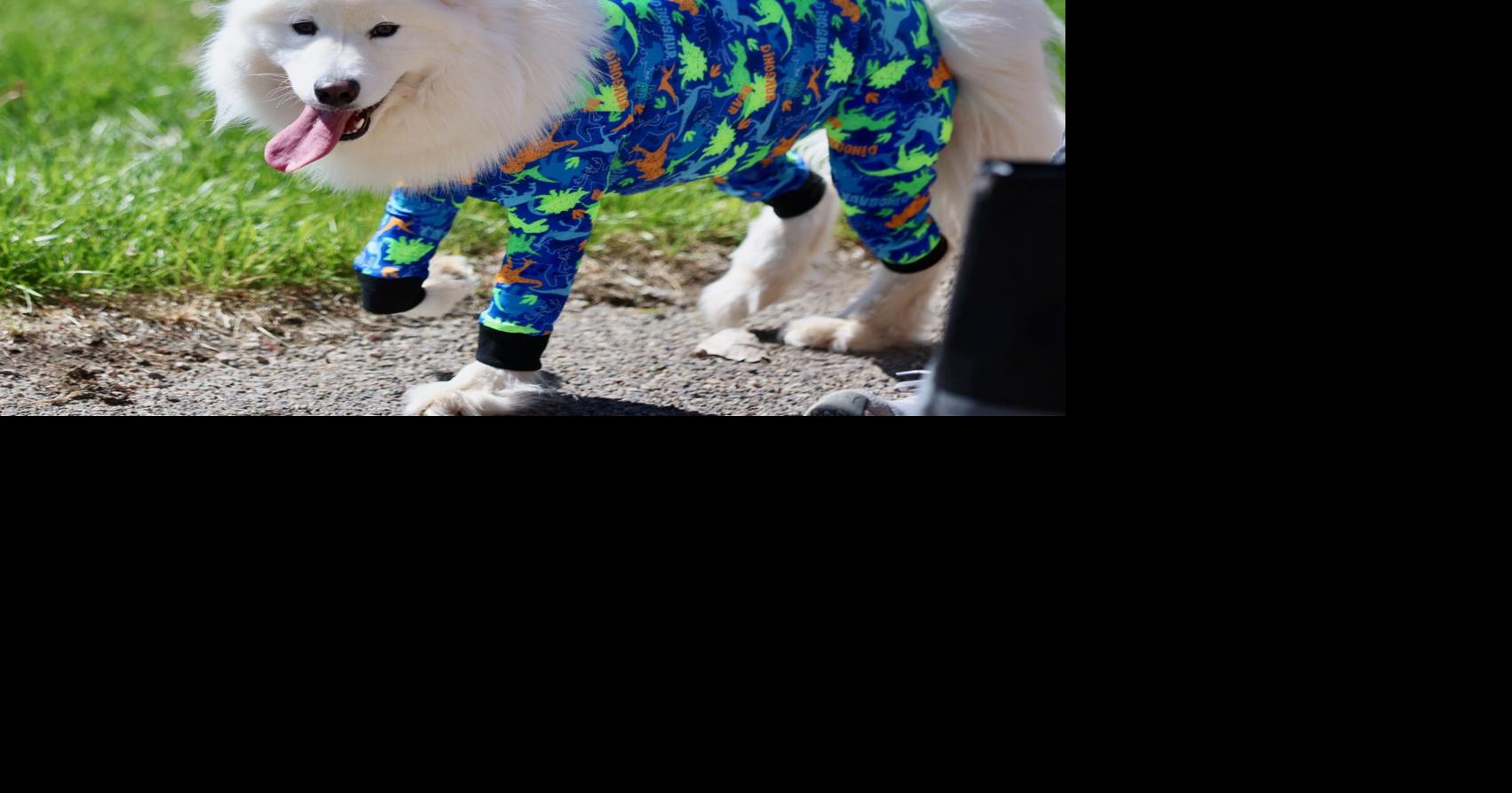 Photos of Run with the Big Dogs at Ross Park in Pocatello | Local ...
