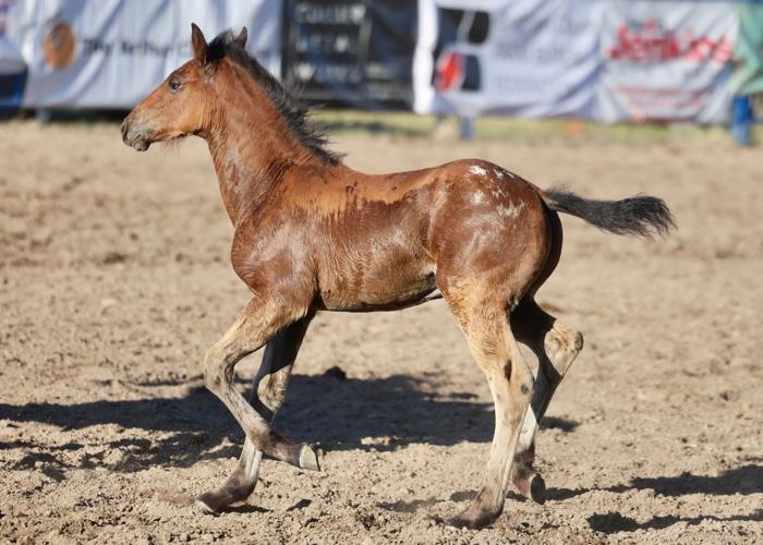Photos of the Blackfoot Ranch Rodeo at Eastern Idaho State Fairgrounds ...