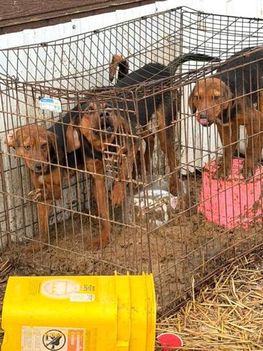 Animal cruelty cages