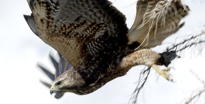 Aggressive hawk attacks multiple people in Idaho city | Freeaccess ...