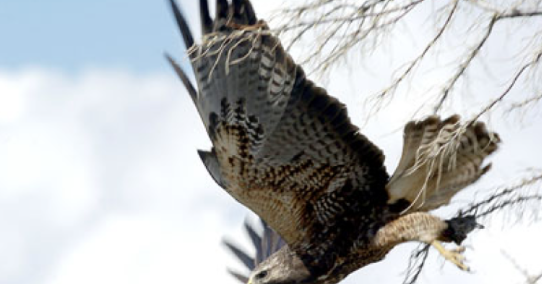 Police issue warning to public after aggressive hawk attacks people - Vimarsana News